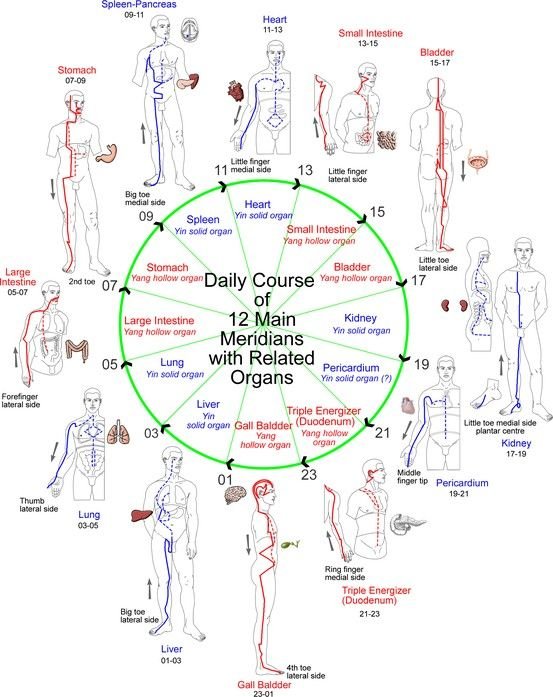 daily activity scheme of body meridians