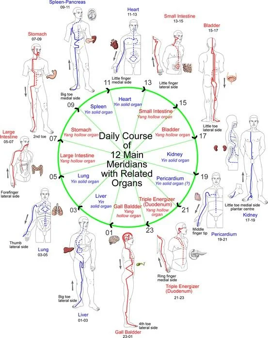 daily activity scheme of body meridians
